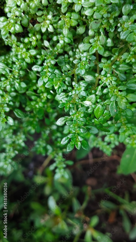 A close-up of a Pilea microphylla plant growing on a rocky surface, with some rocks visible in the foreground A close-up of a Pilea microphylla plant growing on a rocky surface, with some rocks visible in the foreground