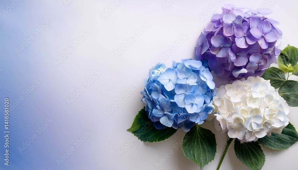 Obraz premium 生成色の和紙に、青・紫・白のアジサイが三輪並び、色彩の調和が美しく響き渡る落ち着きのあるアート。
