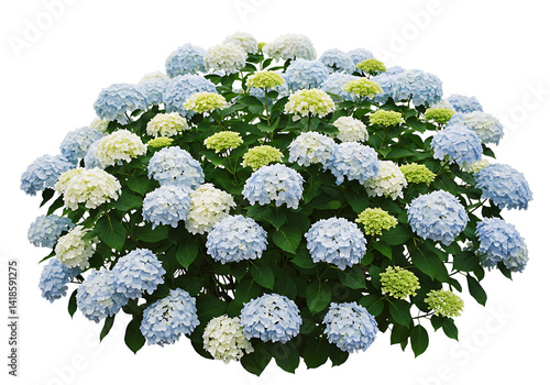 Hydrangea macrophylla Isolated on Transparent Background