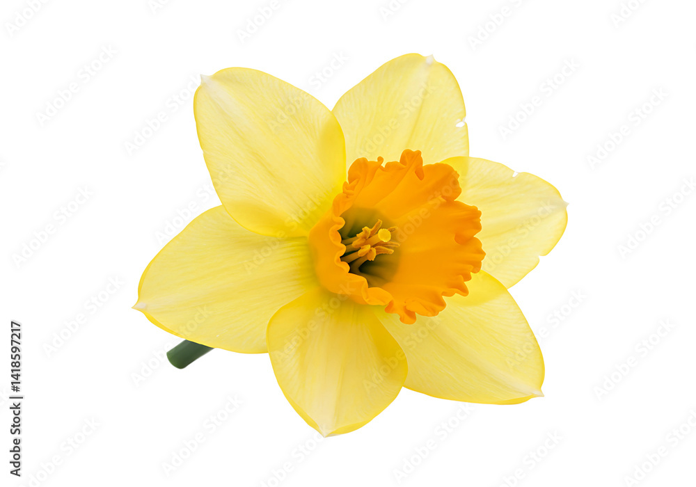 Daffodil Flowers on Transparent Background Daffodil Flowers on Transparent Background
