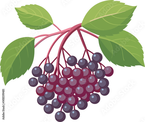 A vibrant vector art illustration showcasing delicious elderberries with lush leaves, perfect for food-themed designs, packaging, or botanical projects.