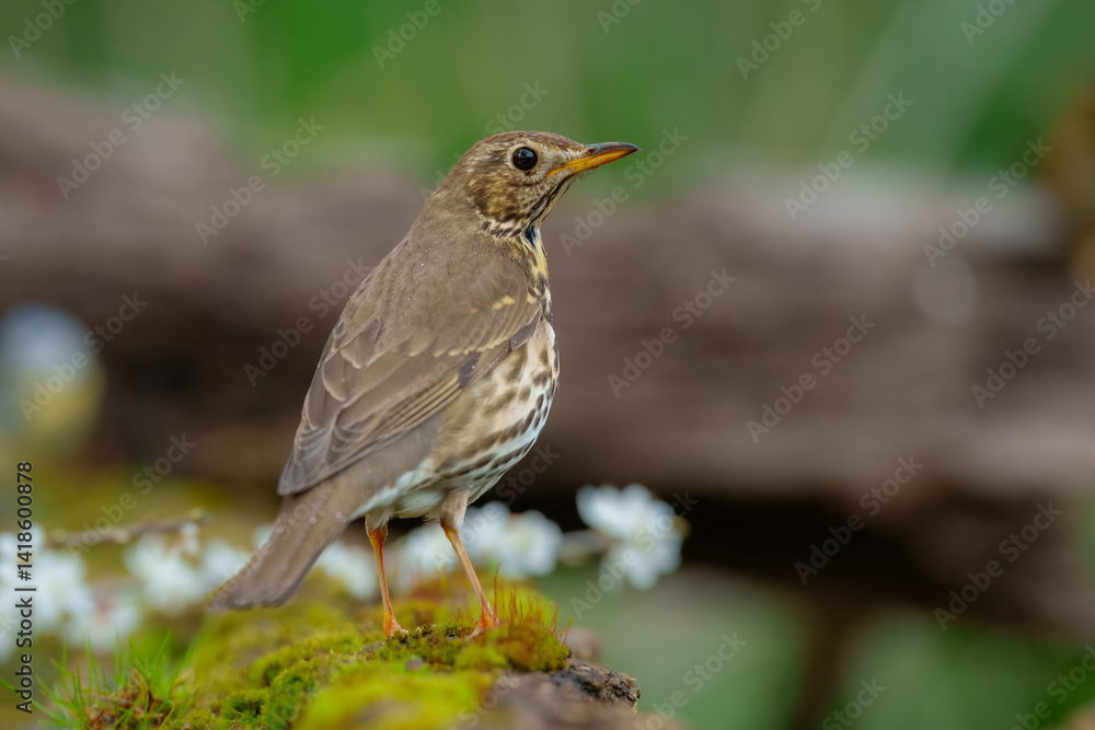 Song thrush (Turdus philomelos), taking a bath in the bird feeder. Best 4K resolution, close up portrait. Song thrush (Turdus philomelos), taking a bath in the bird feeder. Best 4K resolution, close up portrait.