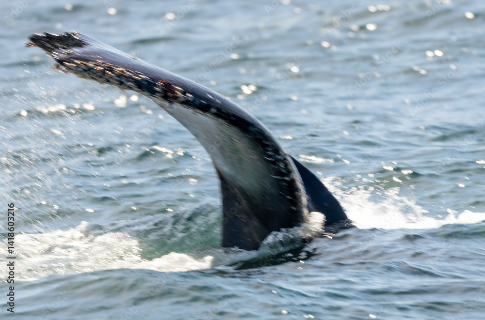 Obraz premium A majestic humpback whale breaches the surface of Monterey Bay, California, displaying its massive body against the backdrop of the open ocean. Water cascades off its back as it propels upwards
