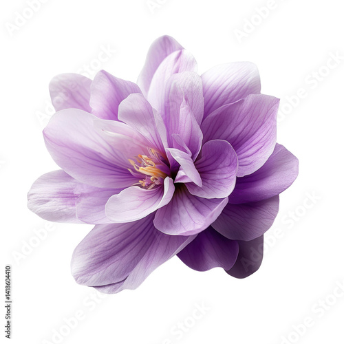 Purple flower isolated on a black background showcasing natural beauty and vibrant color contrast isolated on a white background,