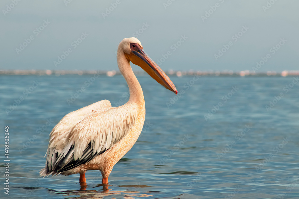 Fototapeta premium African wild birds. A lone Great pelican on a blue lagoon on a sunny day