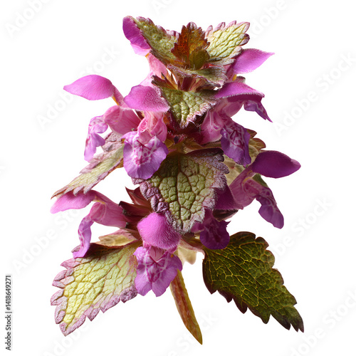 Close up blooming dead nettles with purple flower, Red Dead-nettle, purple dead-nettle, (Lamium purpureum) isolated on white, clipping --v 7.0