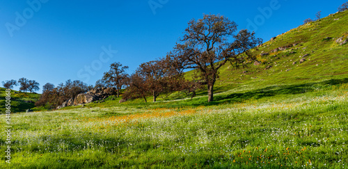 blooming wildflowers in Kings Canyon National Park