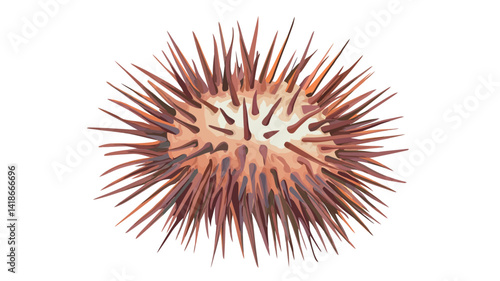 High-resolution close-up image of a sea urchin against a pure white background. The image showcases the intricate detail of the sea urchin's spiny exoskeleton