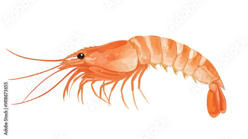 A detailed digital watercolor illustration showcases a single shrimp, rendered in vibrant shades of orange with subtle variations in tone suggesting depth and texture