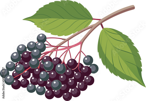 A vibrant vector art illustration showcasing delicious elderberries, beautifully detailed with rich colors, ideal for culinary, botanical, or health-themed designs.