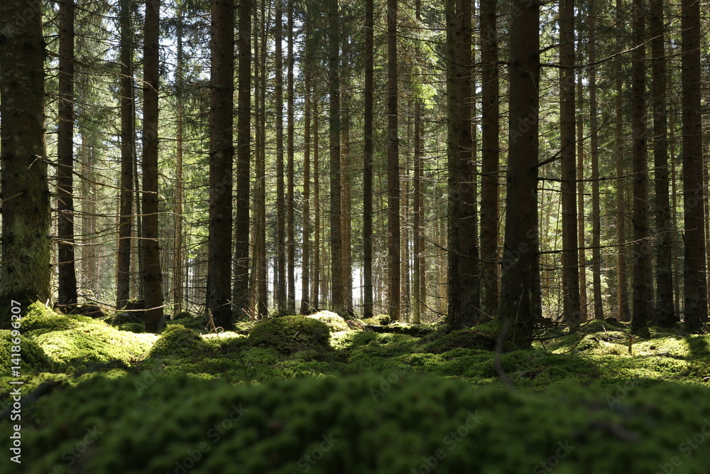 Fototapeta premium Quiet Forest with Sunlight Filtering Through Tall Trees and Mossy Ground
