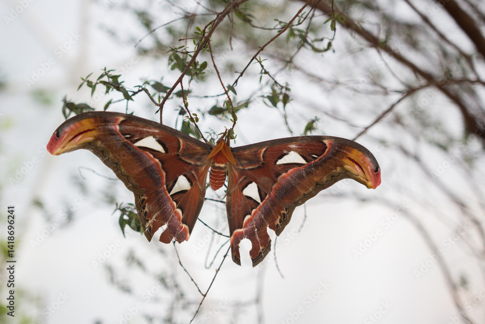 Fototapeta premium Close-Up of a Vibrant Atlas Moth Resting on a Tree Branch Outdoors