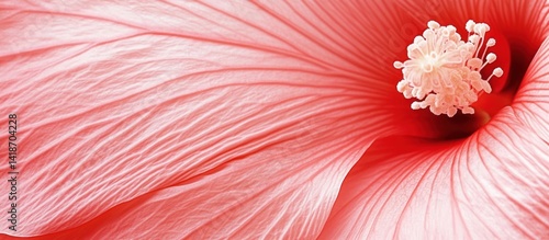 Intricate hibiscus bloom showcases delicate petal textures and central stamen
