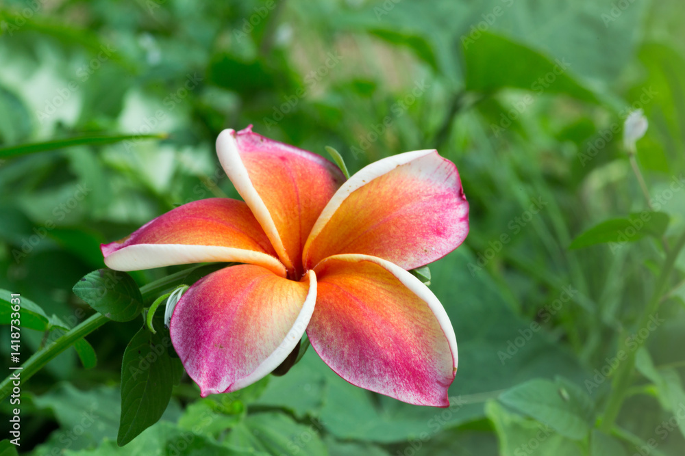 Vibrant pink and orange flower blooming in a lush garden nature photography close-up view botanical beauty Vibrant pink and orange flower blooming in a lush garden nature photography close-up view botanical beauty