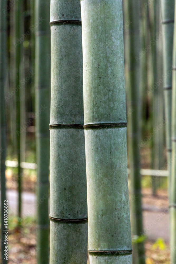 bamboo forest in japan bamboo forest in japan