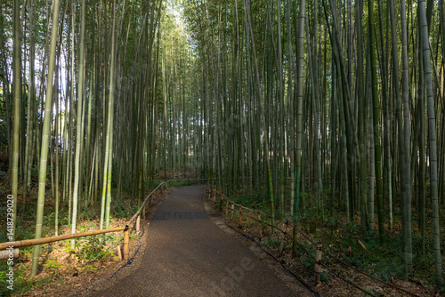 Fototapeta Naklejka Na Ścianę i Meble -  bamboo forest in the morning

