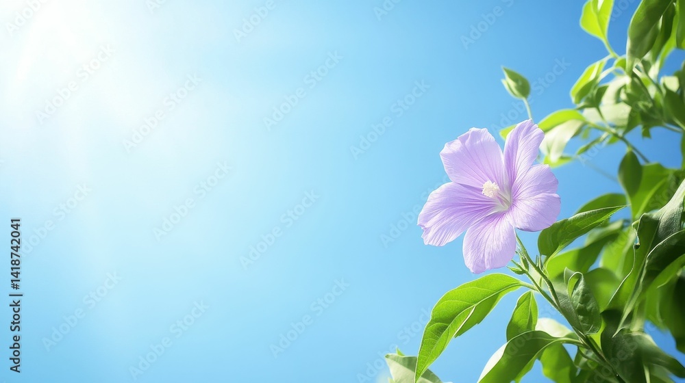 Fototapeta premium Pale flower, green leaves, bright sun, blue sky.