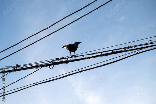A crow sitting on a power line