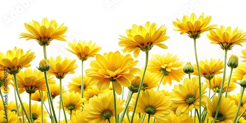 Vibrant Yellow Wildflowers Meadow Landscape, Spring Blooming Flowers, Nature Photography, Sunny Field, Golden Flowers