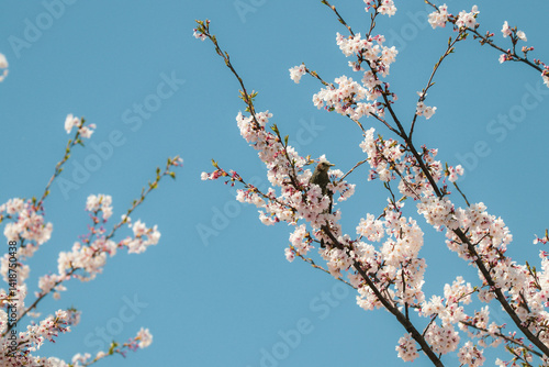 Wallpaper Mural Close up of a Bulbul bird sitting on a blooming cherry blossom tree Torontodigital.ca