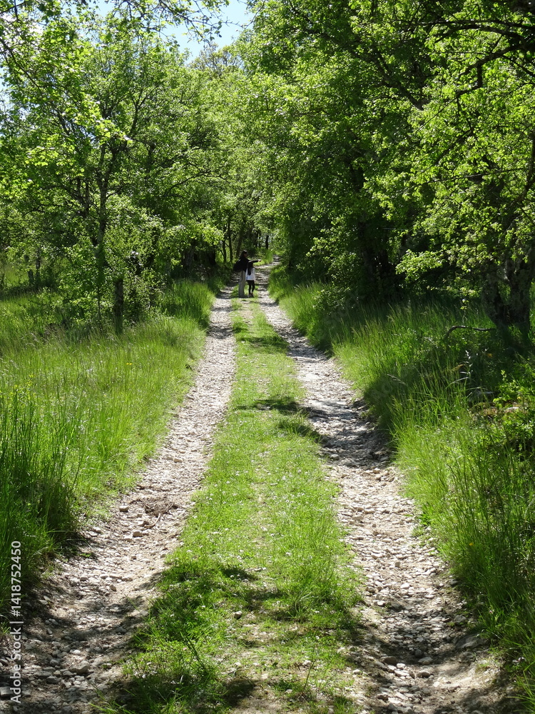 Fototapeta premium A small, country-style dirt track in a lush forest - Petit chemin de terre carrossable et champêtre dans une forêt verdoyante