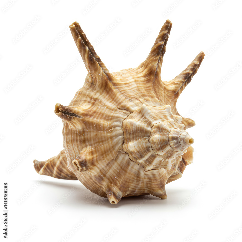 sea shell isolated on white sea shell isolated on white