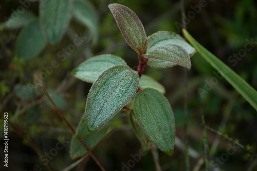 Wallpaper Mural Exploring unique plants in nature forest environment close-up photography natural habitat botanical concept Torontodigital.ca