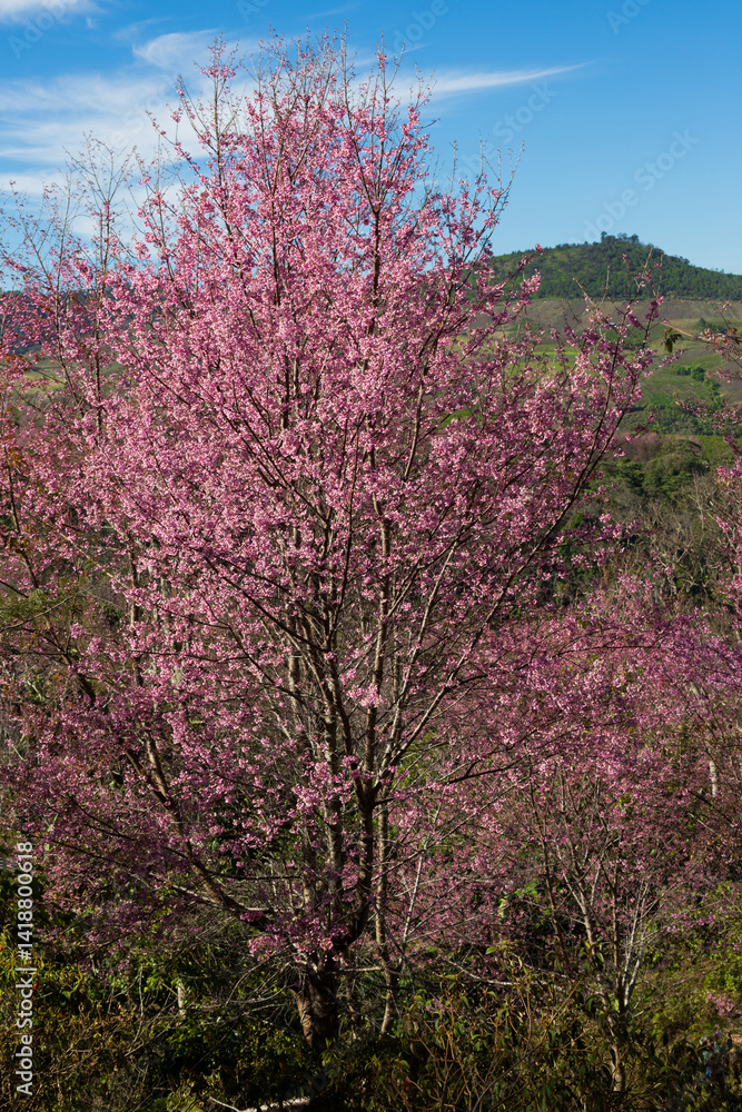 Cherry blossom trees blooming in nature scenic landscape vibrant colors outdoor serenity Cherry blossom trees blooming in nature scenic landscape vibrant colors outdoor serenity