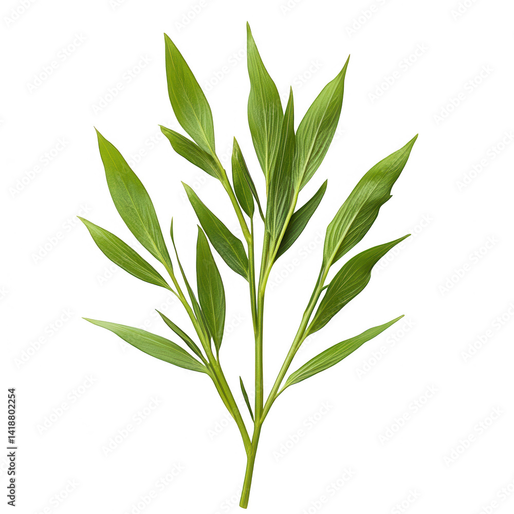 Fototapeta premium Botanical elegance: Green leaves flourish against a stark black backdrop