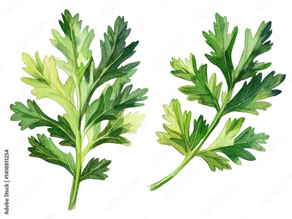 Watercolor Painting of Fresh Cilantro Sprigs, Vibrant Green Herbal Leaves, Culinary Herb Illustration, Botanical Art, Kitchen Garden, Food Design Element, Healthy Cooking Ingredient Watercolor Painting of Fresh Cilantro Sprigs, Vibrant Green Herbal Leaves, Culinary Herb Illustration, Botanical Art, Kitchen Garden, Food Design Element, Healthy Cooking Ingredient
