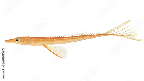 This high-resolution, close-up photo shows a translucent pale orange specimen of the fish. The image shows the fish's entire body, highlighting its delicate bone structure, which shines through.