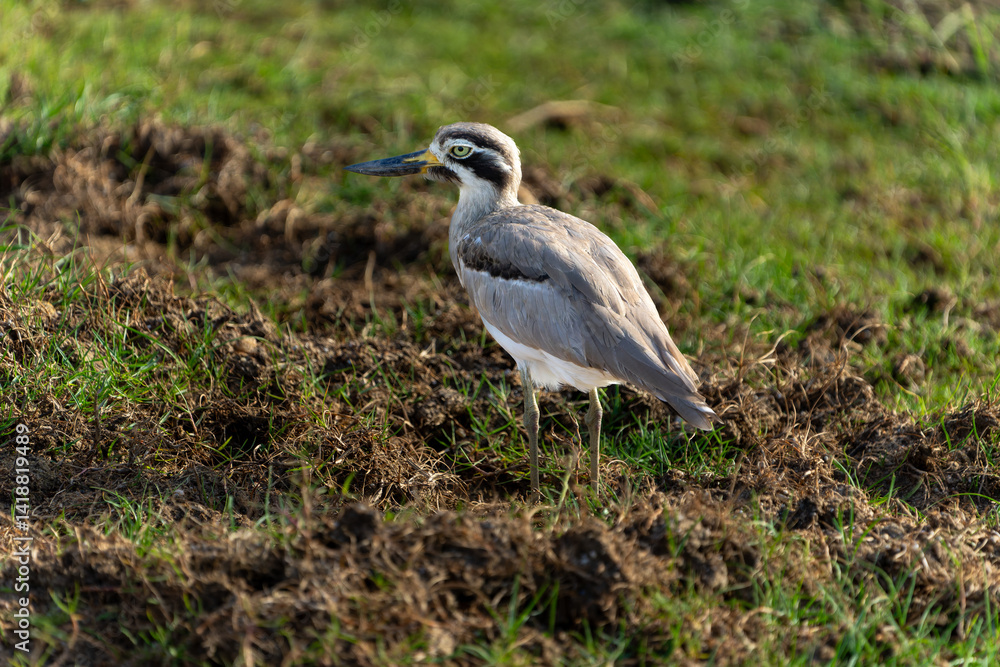 Obraz premium Great Stone Plover or Esacus recurvirostris in Bundala National Park