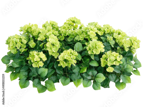 Limelight Hydrangea Bush: Lush Green Foliage and Delicate Blooms, Vibrant Springtime Garden Plant