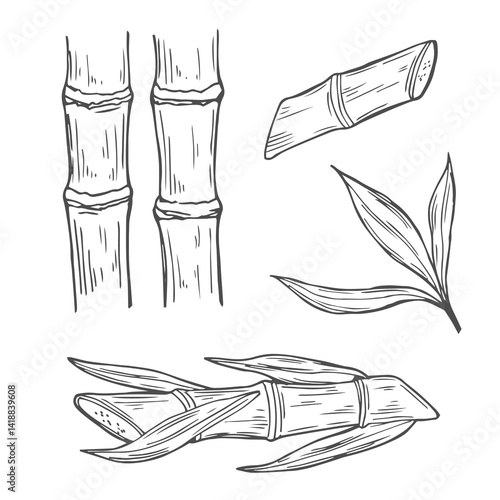 Sugar cane plant and leaves sketch vector illustration. Natural organic sweetener. Hand drawn isolated design elements.