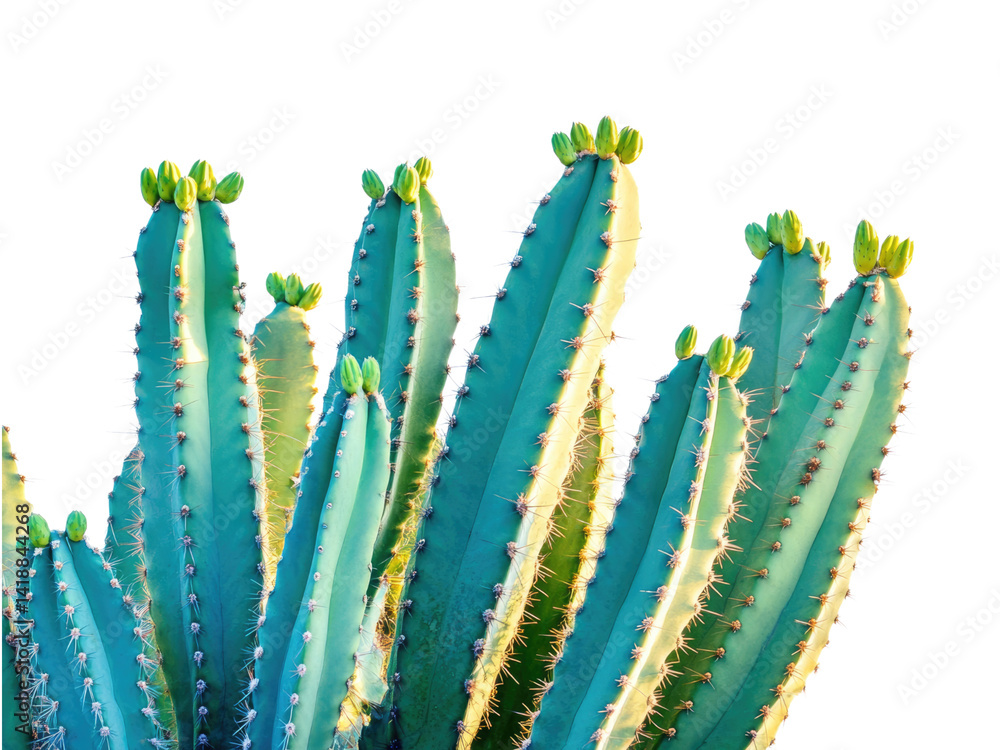 Stunning Teal Cactus Close-Up: Vibrant Desert Flora in Vivid Hues Stunning Teal Cactus Close-Up: Vibrant Desert Flora in Vivid Hues