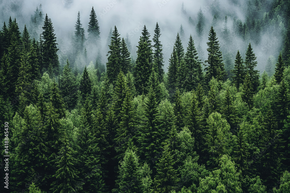 Misty evergreen forest with dense pine trees shrouded in fog creating a serene and mysterious atmosphere Misty evergreen forest with dense pine trees shrouded in fog creating a serene and mysterious atmosphere