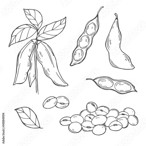 Hand drawn vector illustration of soybean, leaf, pod. Black and white isolated objects collection.