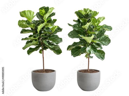 Two Lush Fiddle Leaf Figs in Grey Pots, Vibrant Indoor Plants, Home Decor, Greenery