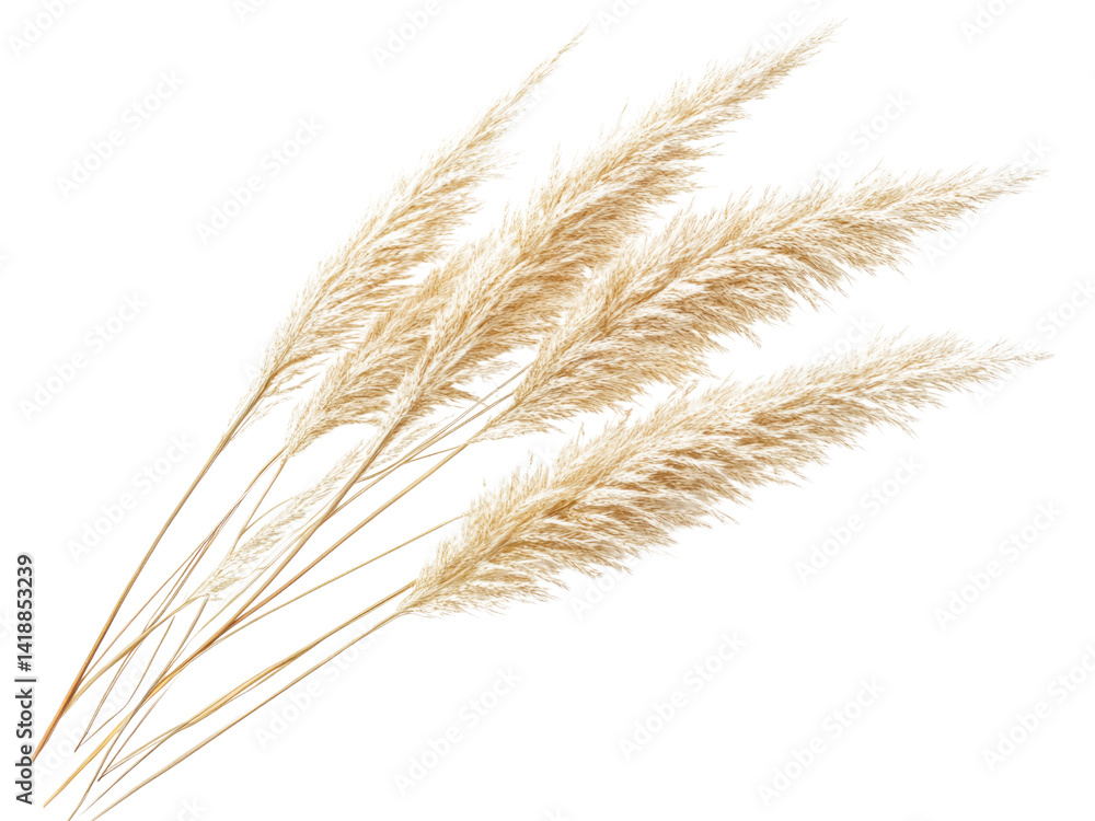 Elegant Pampas Grass Bouquet: Dried Natural Beige Feathers for Home Decor Elegant Pampas Grass Bouquet: Dried Natural Beige Feathers for Home Decor