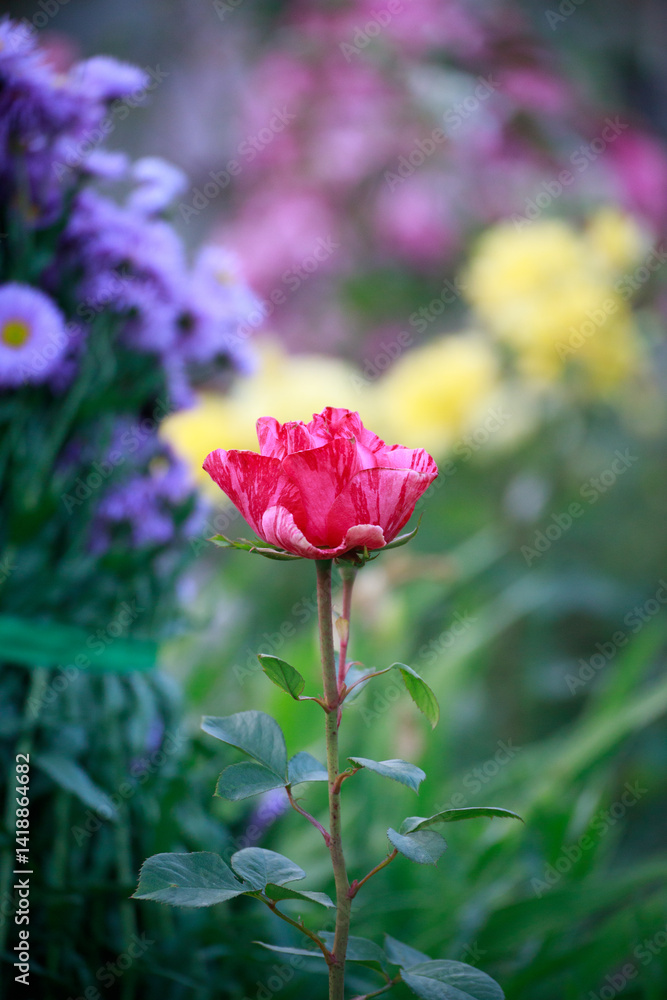 Obraz premium pink rose in garden