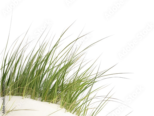 Closeup of Beach Grass Blades Swaying Gently in the Breeze Against White Sand Dunes