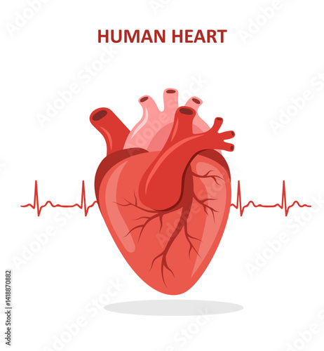 Human heart icon. Internal organ. Cardiology and anatomy concept. Medical Vector illustration in flat cartoon style.