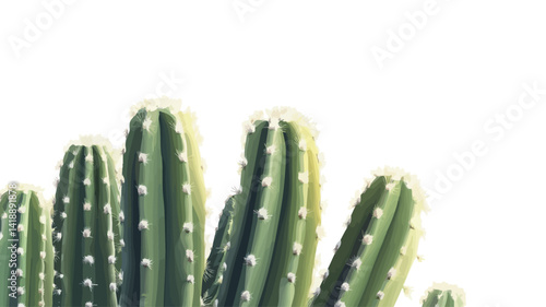 This high-angle close-up shot of a Peruvian cactus is set against a pure white background. The upright cylindrical cactus stems are shown in a bright, saturated green.