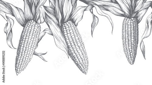 This is a detailed monochrome illustration of three cobs of corn, carefully drawn in black and white. The linear style shows the corn kernels, corn leaves.