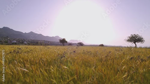 Drone Flies Over a Lush Mountain Meadow in Full Sunshine, Arapkoy, Girne, Cyprus - 20 Jun 2024