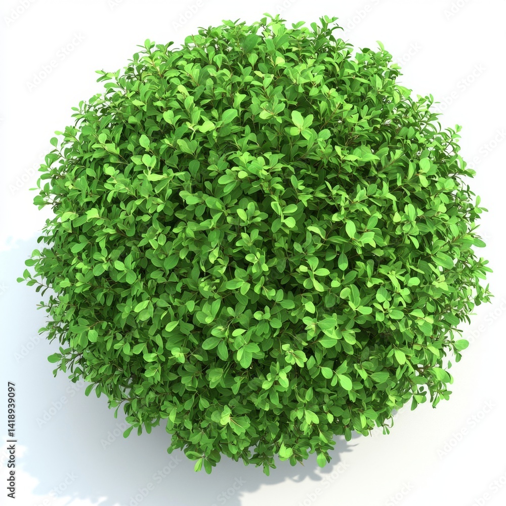 Obraz premium Bright green foliage in a spherical form on a white canvas.