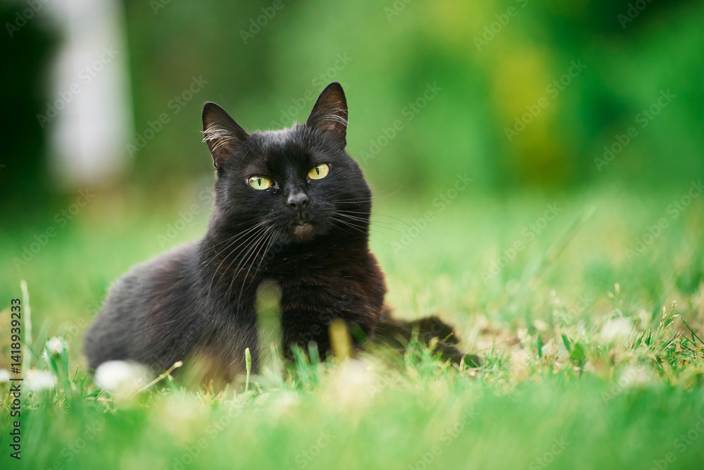 Black cat lying on lush green grass in backyard