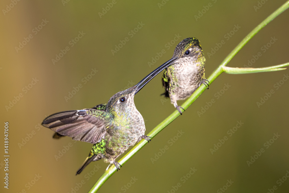 Fototapeta premium Two of the Talamanca hummingbirds or admirable hummingbird, Eugenes spectabilis