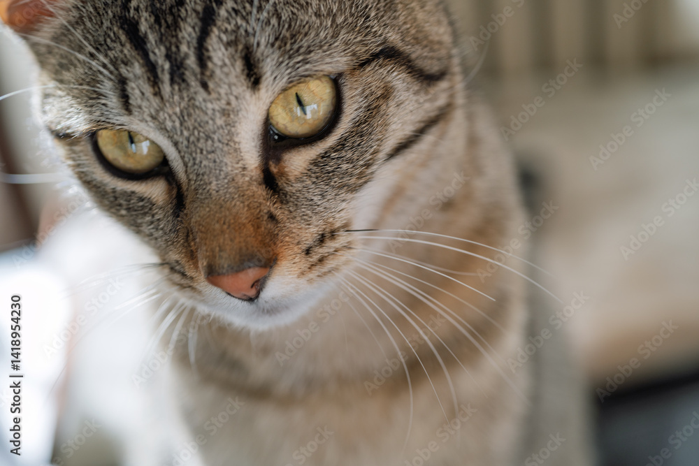 Fototapeta premium portrait du jeune chat tigré