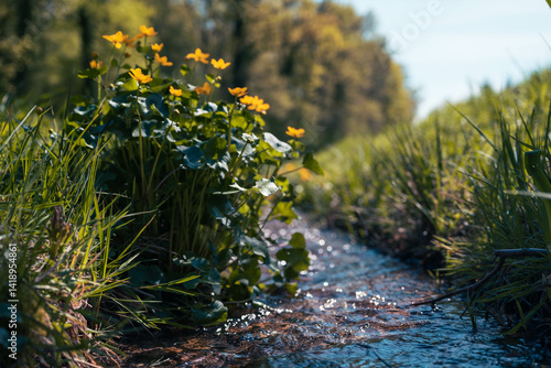 Foto bouton d'or au bord du ruisseau